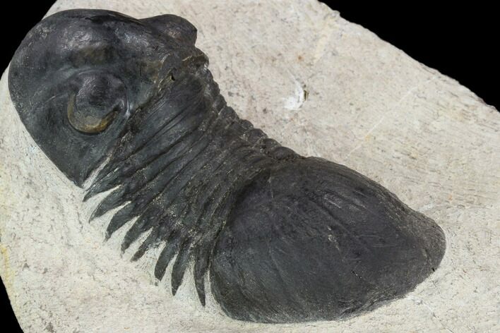Bargain, Paralejurus Trilobite - Atchana, Morocco #120053